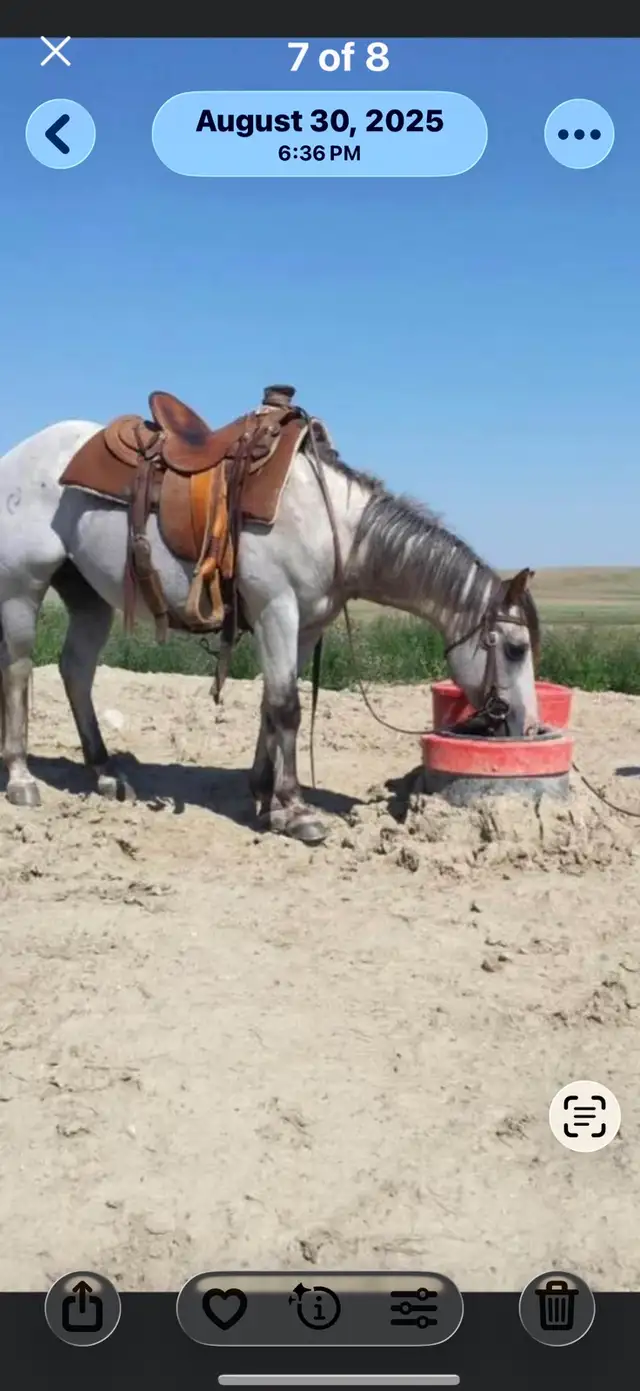 Stockboss Energy Free Livestock Waterer