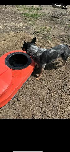 Stockboss Energy Free Livestock Waterer - Photo 5