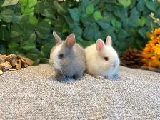 Netherland Dwarf Bunnies