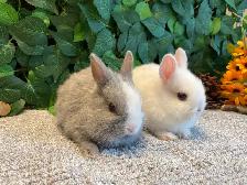 Netherland Dwarf Bunnies - Photo 2
