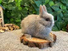 Netherland Dwarf Bunnies - Photo 3
