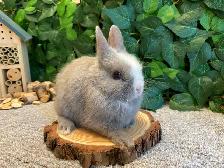Netherland Dwarf Bunnies - Photo 4