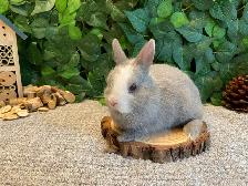Netherland Dwarf Bunnies - Photo 5