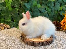 Netherland Dwarf Bunnies - Photo 6