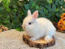 Netherland Dwarf Bunnies - Photo 7