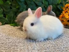 Netherland Dwarf Bunnies - Photo 8