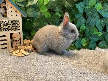Netherland Dwarf Bunnies - Photo 9