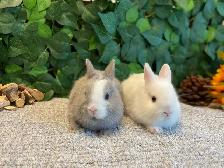 Netherland Dwarf Bunnies - Photo 10