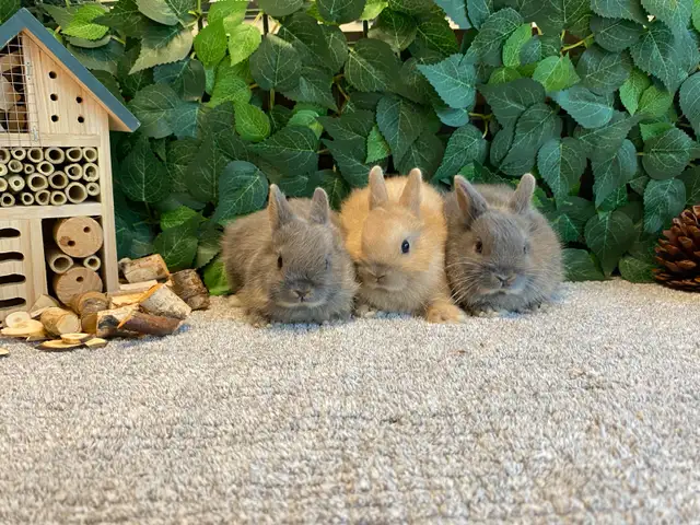 Netherland Dwarf Bunnies!