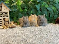 Netherland Dwarf Bunnies!