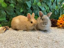 Netherland Dwarf Bunnies! - Photo 2