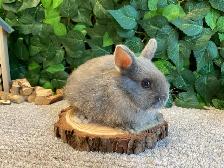 Netherland Dwarf Bunnies! - Photo 3