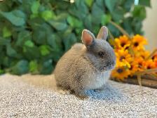 Netherland Dwarf Bunnies! - Photo 4