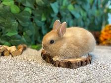 Netherland Dwarf Bunnies! - Photo 5