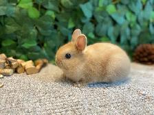 Netherland Dwarf Bunnies! - Photo 6