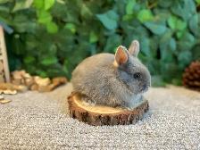 Netherland Dwarf Bunnies! - Photo 7