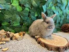 Netherland Dwarf Bunnies! - Photo 8