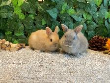 Netherland Dwarf Bunnies! - Photo 9