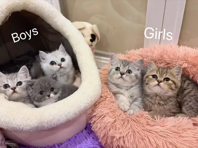2 month old British shorthair kittens