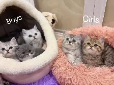 2 month old British shorthair kittens