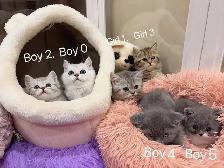 2 month old British shorthair kittens - Photo 2