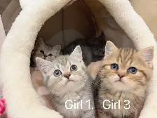 2 month old British shorthair kittens - Photo 3