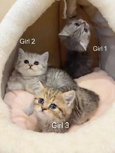2 month old British shorthair kittens - Photo 4