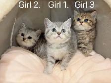 2 month old British shorthair kittens - Photo 5
