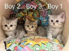 2 month old British shorthair kittens - Photo 6