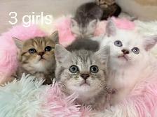 2 month old British shorthair kittens - Photo 7