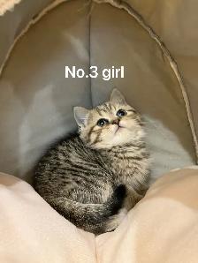 2 month old British shorthair kittens - Photo 8