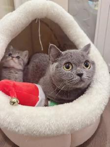 2 month old British shorthair kittens - Photo 10