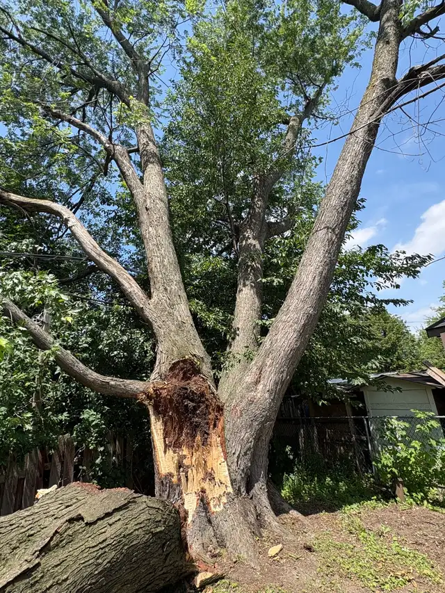 Tree Service Hiring Helper