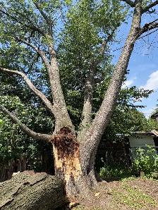 Tree Service Hiring Helper