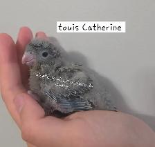 Bébé oisillions - Photo 2