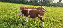 fall calving cow calf pairs