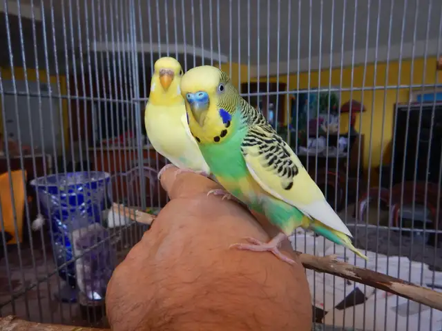 18 MONTH OLD  MALE BUDGIE  FOR SALE
