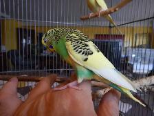 18 MONTH OLD  MALE BUDGIE  FOR SALE - Photo 2