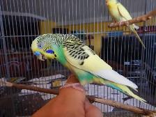 18 MONTH OLD  MALE BUDGIE  FOR SALE - Photo 3