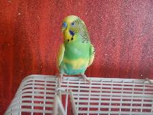 18 MONTH OLD  MALE BUDGIE  FOR SALE - Photo 4