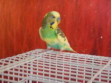 18 MONTH OLD  MALE BUDGIE  FOR SALE - Photo 5