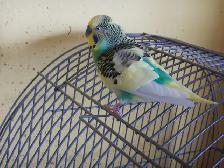 18 MONTH OLD  MALE BUDGIE  FOR SALE - Photo 6