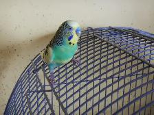 18 MONTH OLD  MALE BUDGIE  FOR SALE - Photo 7