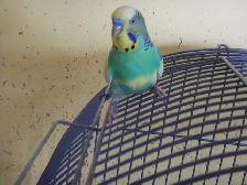 18 MONTH OLD  MALE BUDGIE  FOR SALE - Photo 8