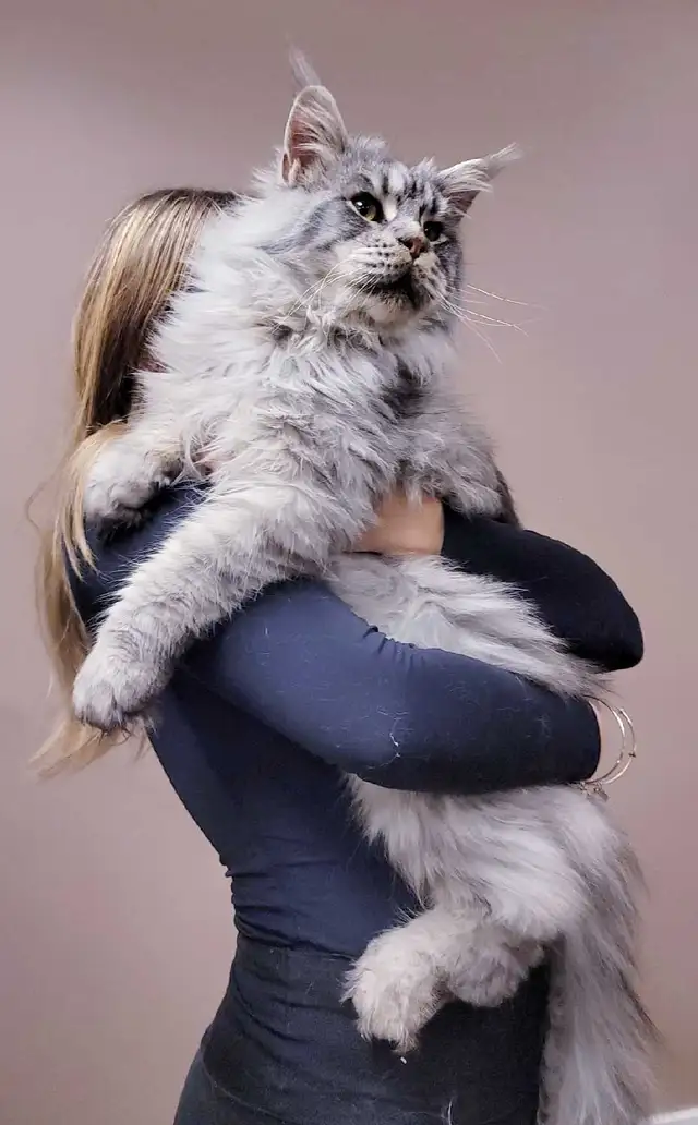 MAGNIFICENT MAINE COONS XL