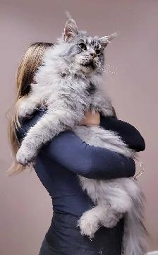 MAGNIFICENT MAINE COONS XL