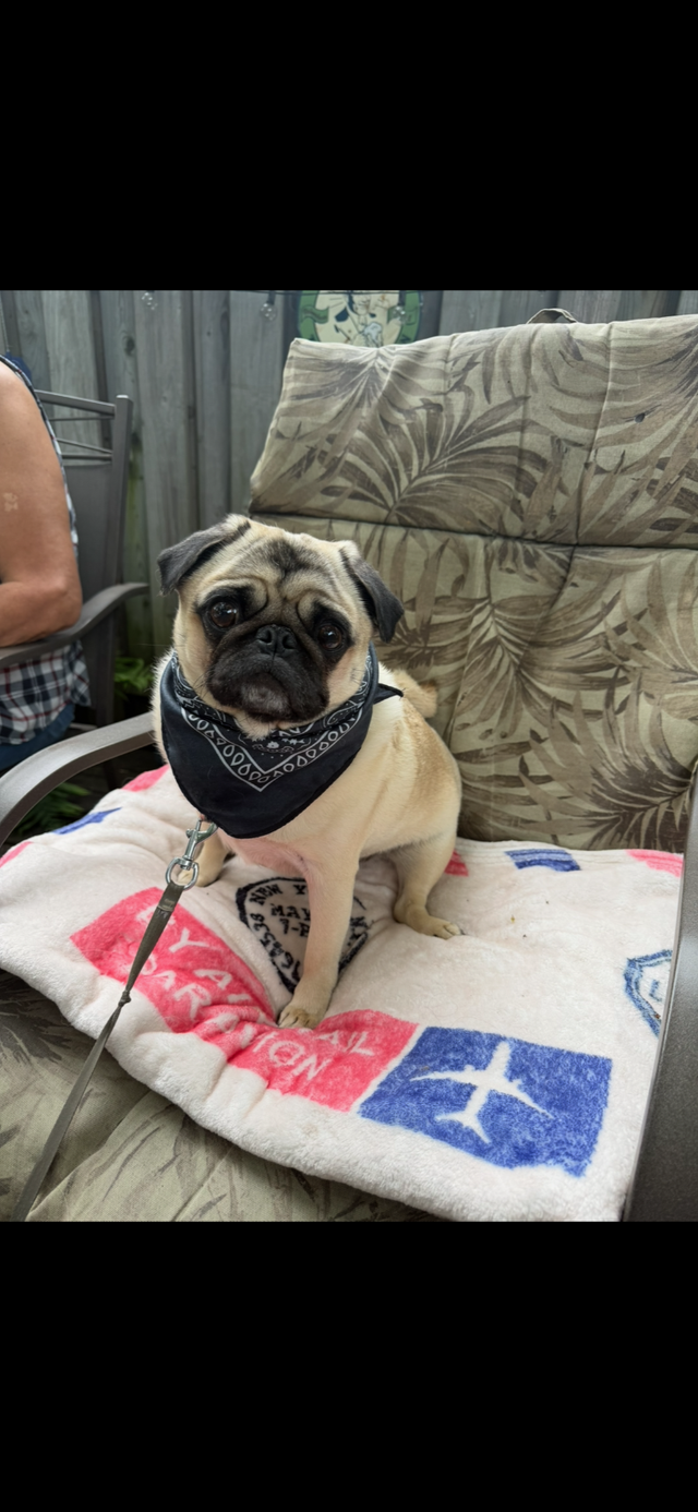 Three year old pug