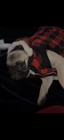 Three year old pug - Photo 2