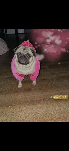 Three year old pug - Photo 3