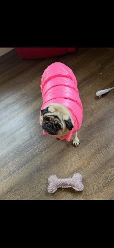 Three year old pug - Photo 4